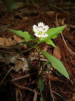 Pseudostellaria heterophylla 1.JPG