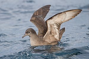 Puffinus tenuirostris - SE Tasmania.jpg