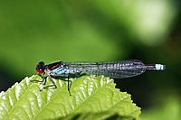 Red-eyed damselfly (Erythromma najas) male