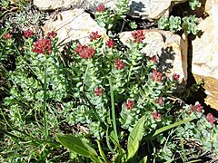 Rhodiola integrifolia (3764972368)