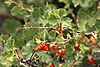 Ribes cereum 0132.JPG