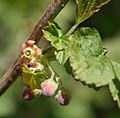 Ribes nigrum mustaherukka kukka