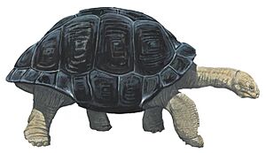 Saddle-backed Mauritius giant tortoise