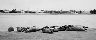 Seals at Alamitos Bay, near Seal Beach