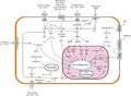 Signal transduction pathways