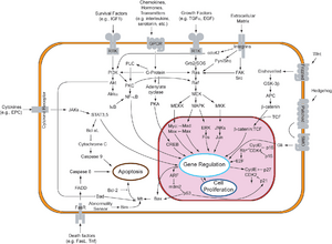 Signal transduction pathways