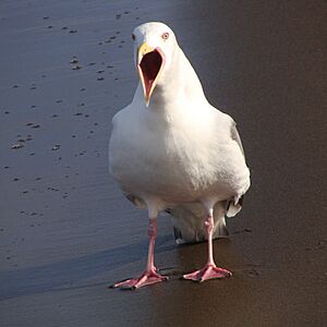 Slaty backed Gull 20090114