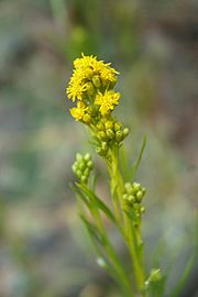 Solidago spathulata 90384340