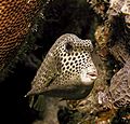 Spotted Trunkfish.jpg