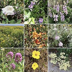 Spring blossoms of Ballona