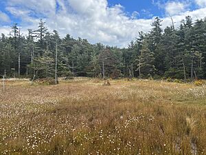 Spruce Flats Bog