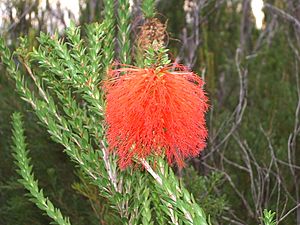 Swamp Banksia.jpg