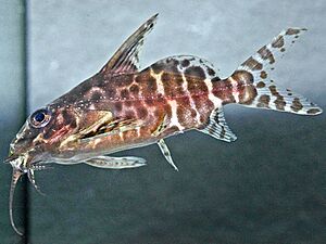 Synodontis batensoda