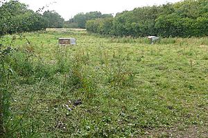 Tidbury ring geograph-919508-by-Graham-Horn.jpg