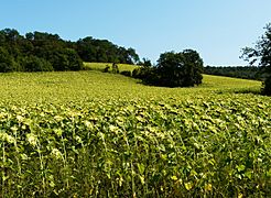 Tournesols fin de l'été (3)