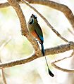 Turquoise-browed Motmot (6900632444)