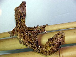 Uroplatus henkeli.jpg