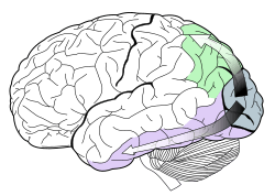 Ventral-dorsal streams