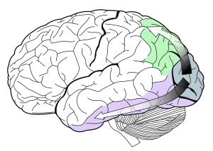 Ventral-dorsal streams