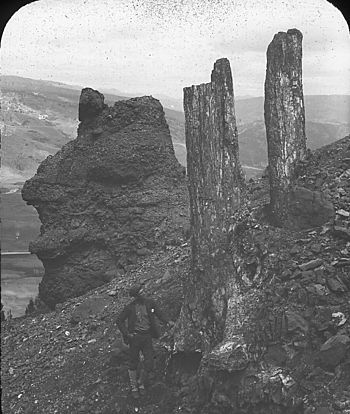 Ward and fossil tree trunks