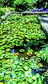 Water lilies in Nairobi, Kenya