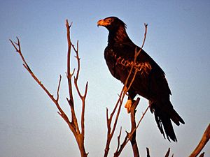 Wedge Tailed Eagle