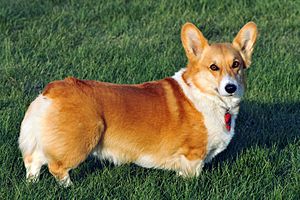 Welchcorgipembroke.JPG