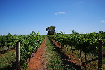 Wynns Coonawarra - Grapevines.jpg