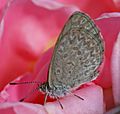 Zizina labradus-Butterfly-on-Rose SC,-EG-Vic,-23.2.2008