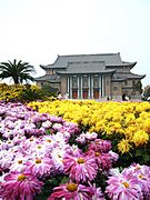 菊花与河南大学大礼堂