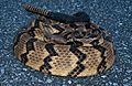 Adult Crotalus horridus