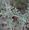 Atriplex amnicola.jpg