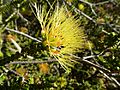 Beaufortia aestiva (yellow flowers)