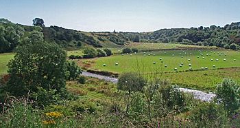 Bervie Water with sheep.jpg