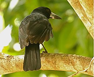 Black Butcherbird