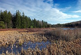 Black Moshannon State Park (Revisited).jpg