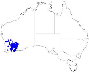 Boronia ternata DistMap121.png