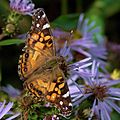 Butterfly in Algonquin Park