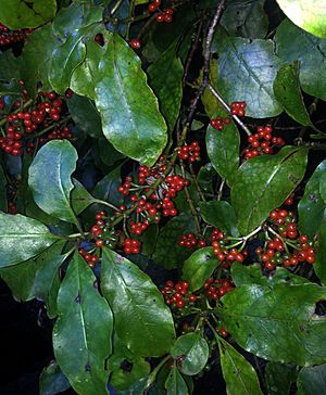 Coprosma grandifolia2 Peter de Lange