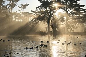 Crepuscular rays in ggp 2