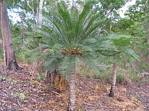 Cycas armstrongii 1.jpg