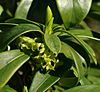 Daphne laureola 8703.jpg