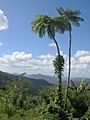 DirkvdM baracoa palmtrees