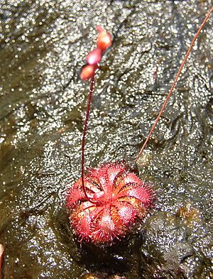 Drosera spatulata var. bakoensis.jpg