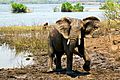 Elephant at Majete wildlife reserve