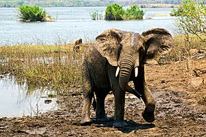 Elephant at Majete wildlife reserve