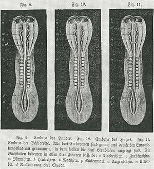 Embryo - copies