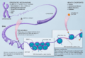 Epigenetic mechanisms