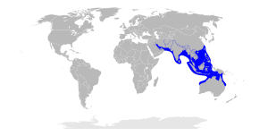 Eusphyra blochii distribution map.svg