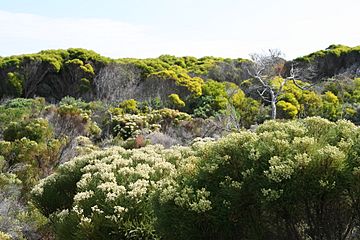 Flora at Cape Peninsula